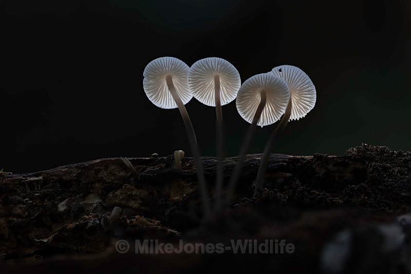 Fungi, Delamere forest - AUTUMN 2025 FUNGI/MUSHROOMS