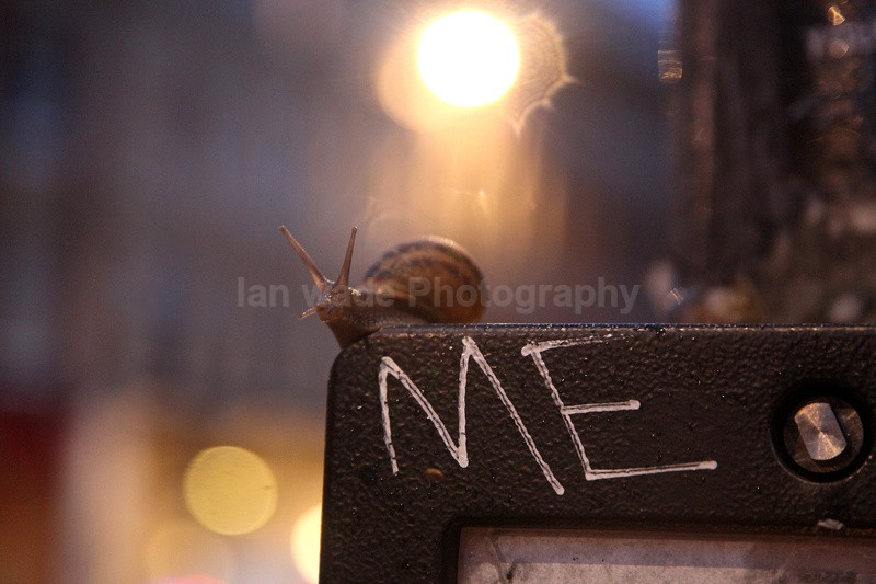 Common Garden Snail in Bristol street - Underwater World