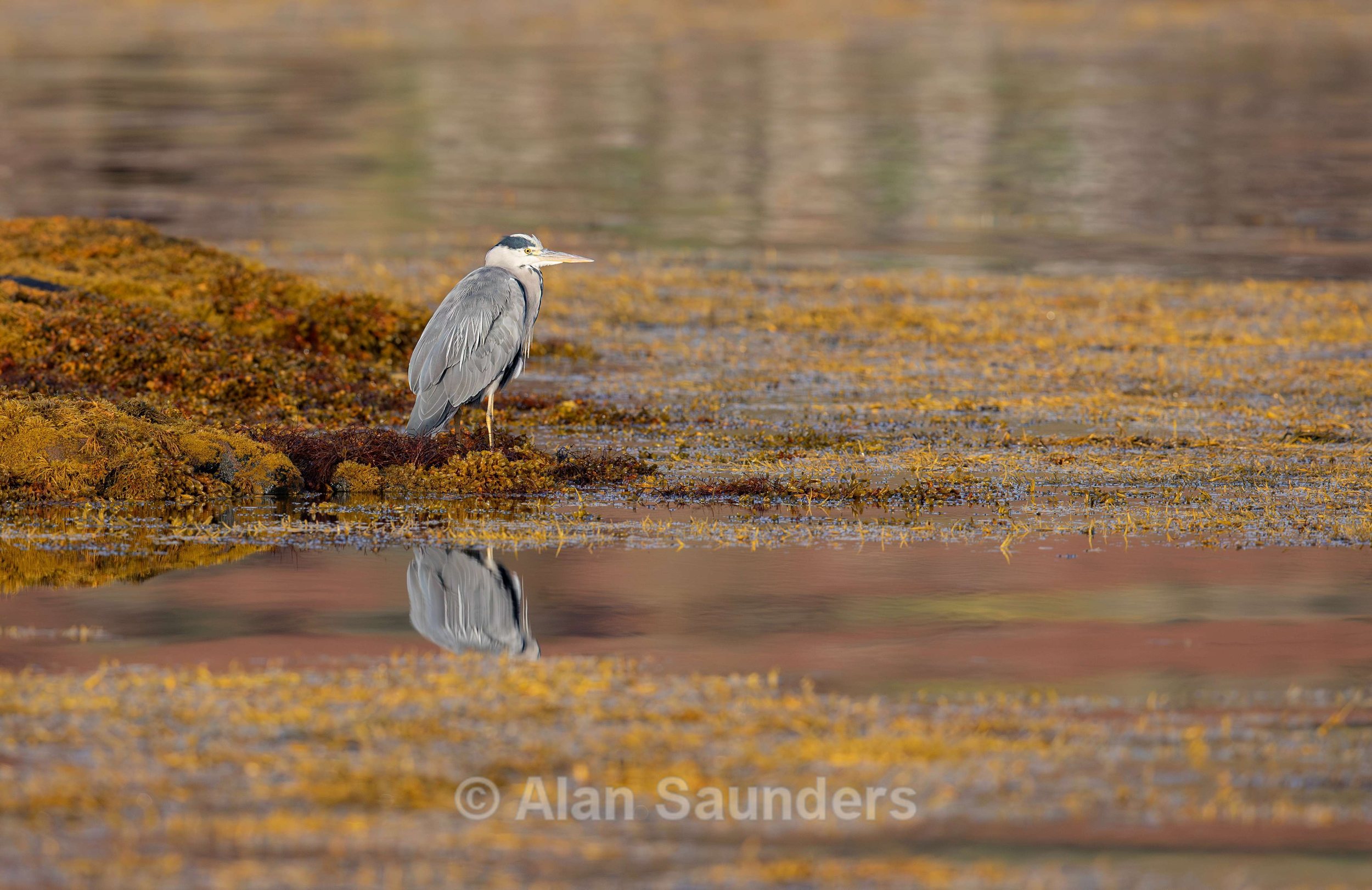 Grey Heron 25