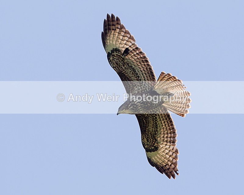 20130526-_MG_3497 - Raptors