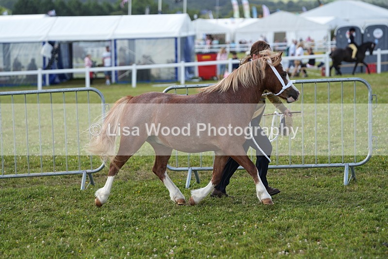 DSC05465 - Class 50: NPS M&M 4 years and over Small Breeds