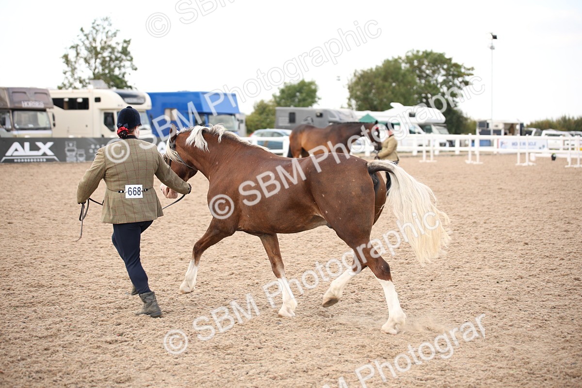 SBM_08238 - Class 27 - IH Competition Horse-Pony