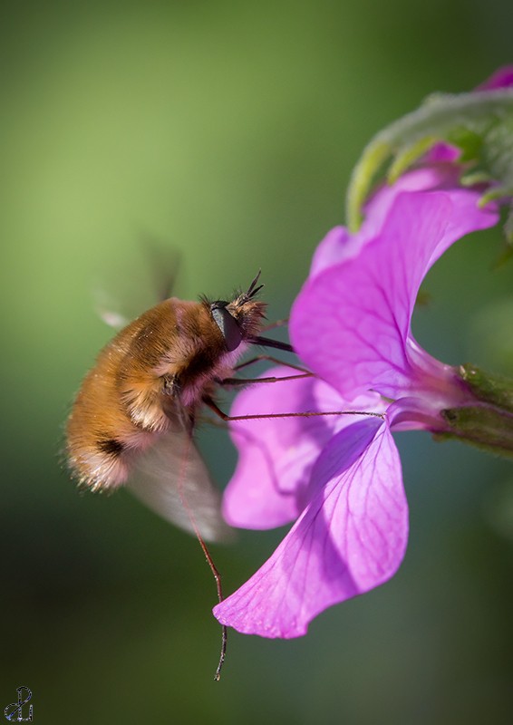 Macro photography by Diana Uzun