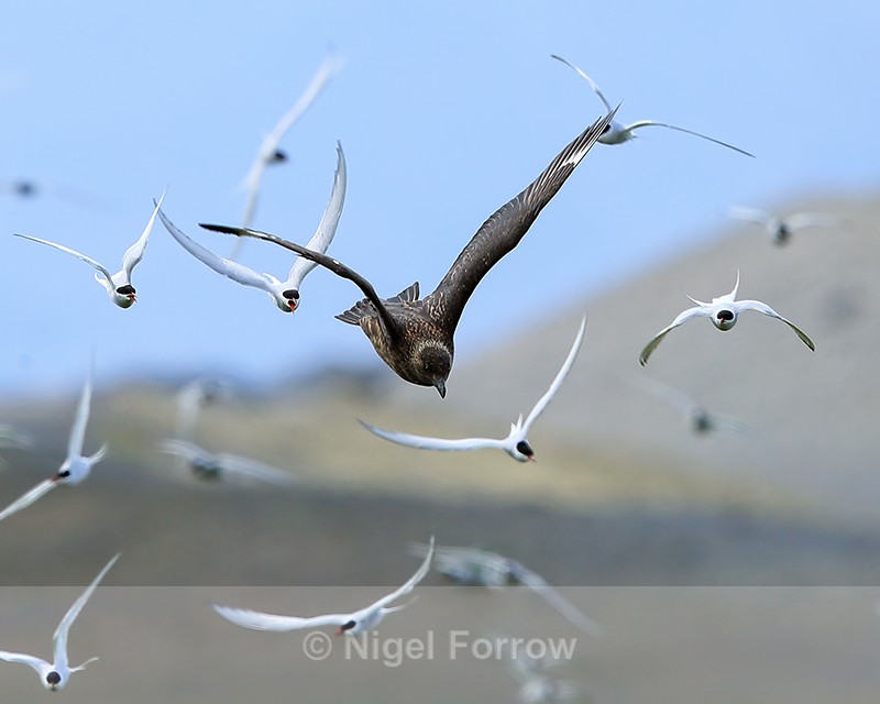 Great Skua attacking Arctic Tern colony, Iceland - Great Skua