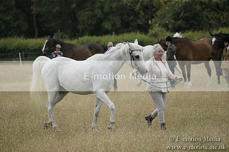 B230619-0554 - Bourne Valley Riding Club Summer Show 23/06/19