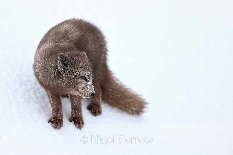 Arctic Fox stands on slope, Hornstrandir, Iceland - Arctic Fox