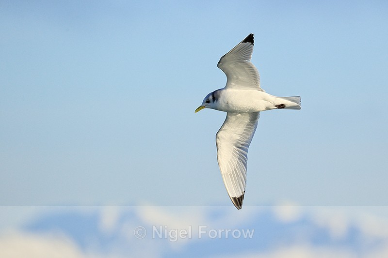 Flying Kittiwake, Snæfellsnes peninsula, Iceland - Kittiwake