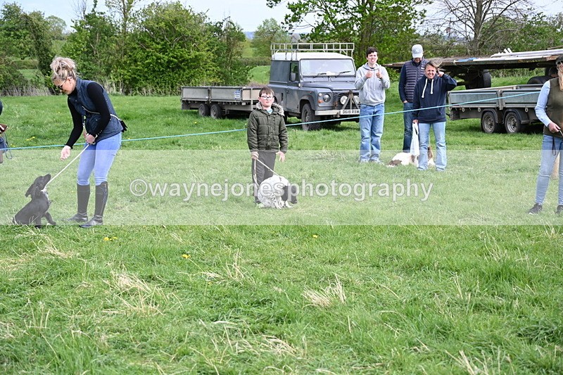 WJ6_8773 - Class 8 Best Working / Gun Dog or Bitch
