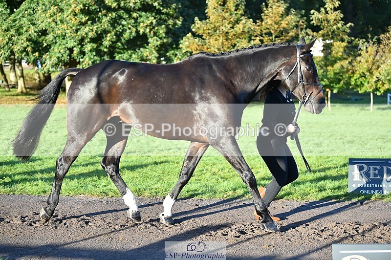 231022-091226-21615 - 671-KILCLOGHER.DAWSON-Lucy.Griffiths-TrotUp+SJ