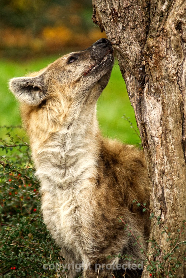 Spotted Hyena - Wildlife Vets International