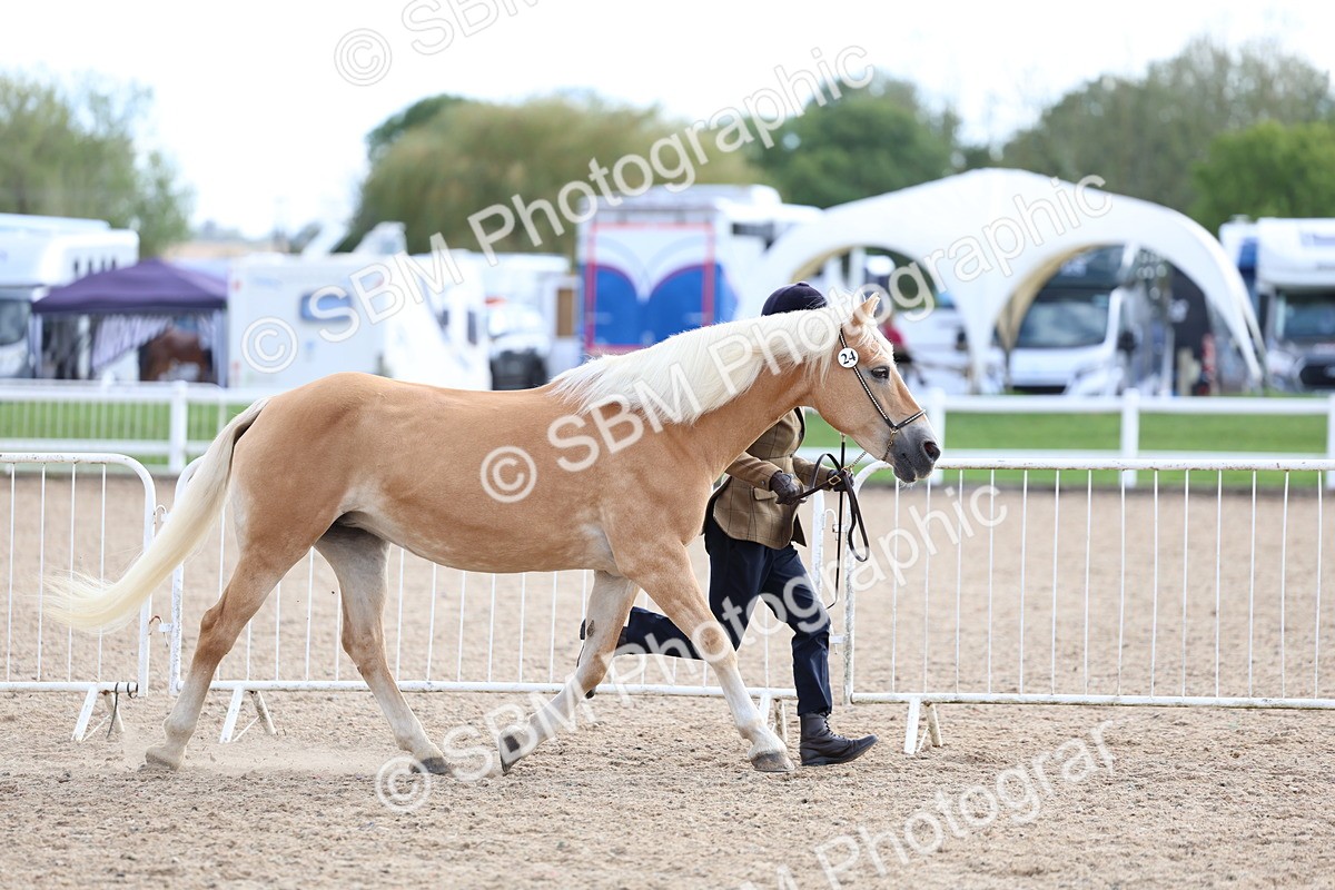 SBM_18694 - Class 317 - IH Pure Bred Horse-Pony
