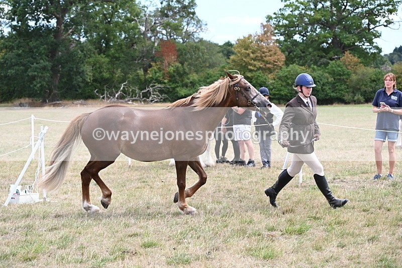 WJ6_5926 - Class 19 In-hand Veterans (Uploaded correct folder)