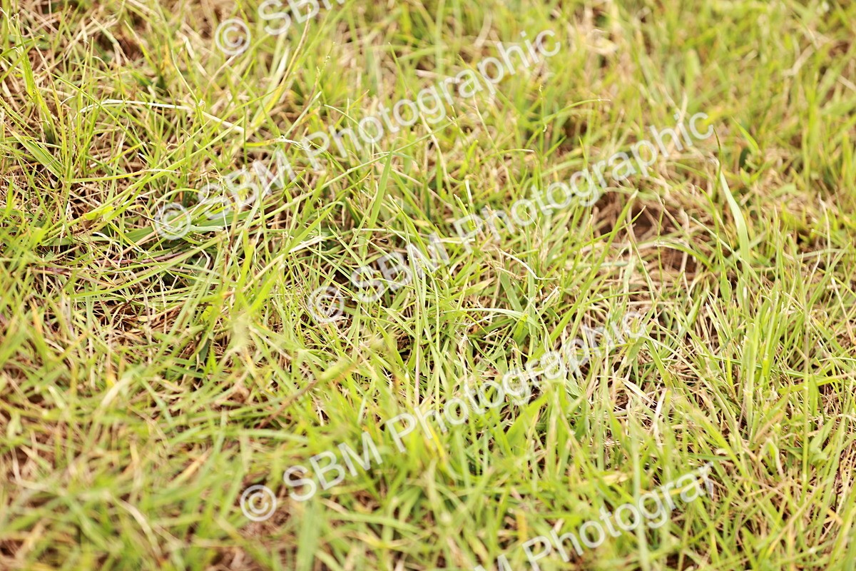 SBM_06081 - Class 39-41 TGCA In Hand and Ridden