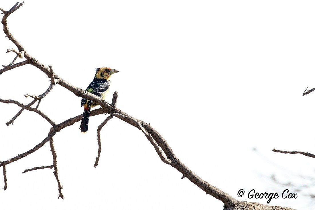 Bird Crested Barbet - South Africa - Limpopo
