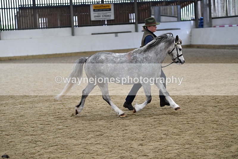 WJ5_5696 - Morning in hand Championship