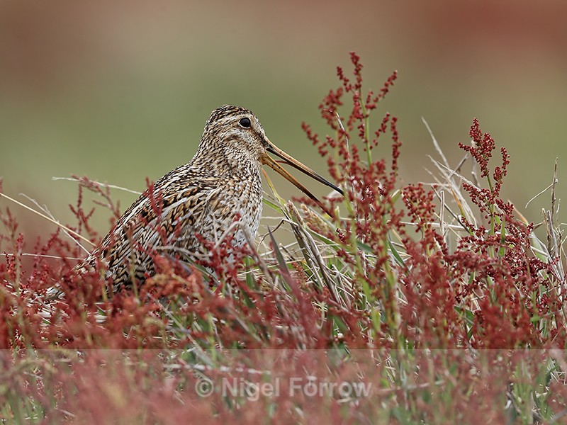 Magellanic Snipe calling, Sea Lion Island, Falklands - Magellanic Snipe