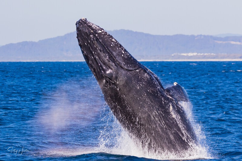 0A3A5340. Rocket 3 - 2023 Whale Photos