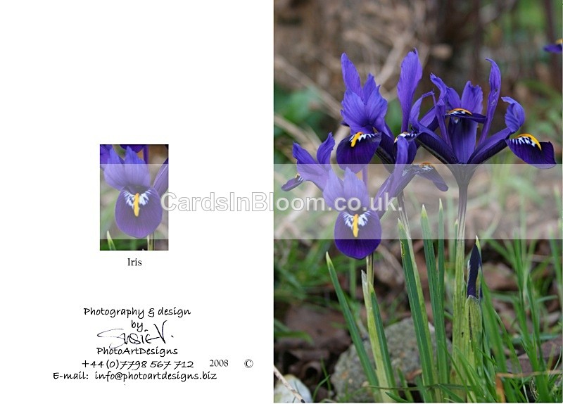 Spring 4.  Iris - Spring