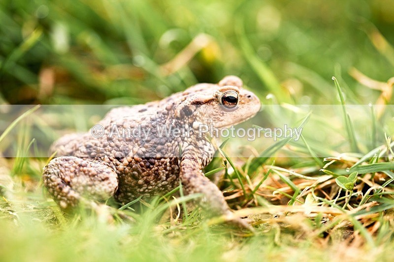 20120311-_MG_9370-1026 - Amphibians