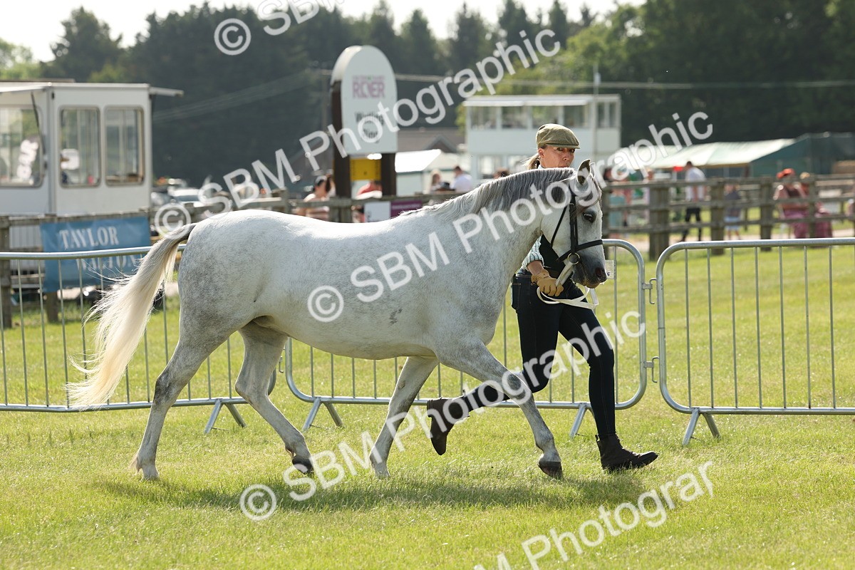 SBM_00741 - Class 6-13 - Mountatin and Moorland In Hand Welsh Breeds