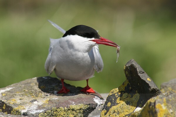  - Birds of Britain and Europe