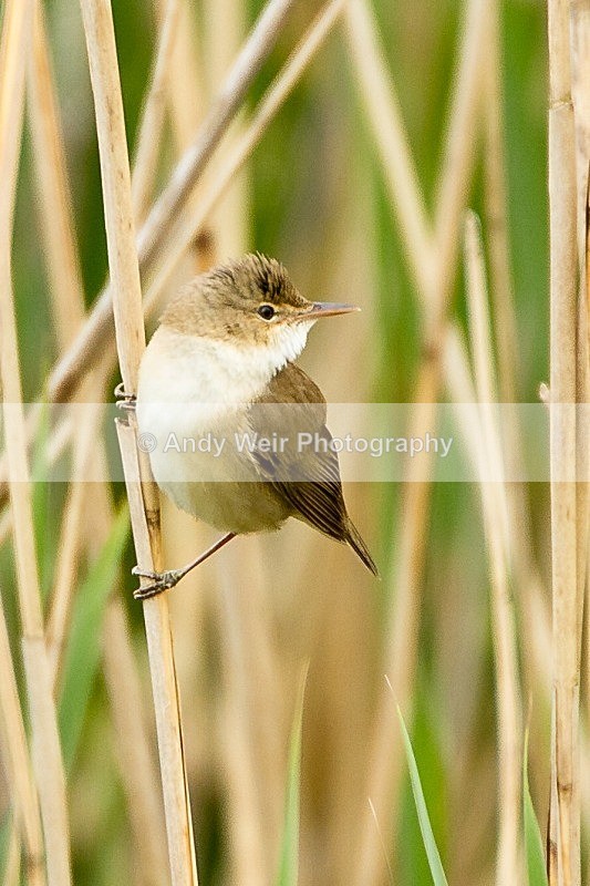 20120520-_MG_9967 - Reed Warbler