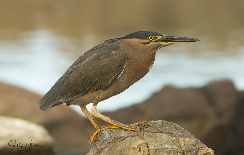 Striated Heron 2