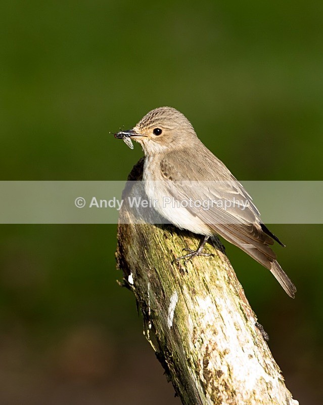 20110614-IMG_5817 - Flycatchers