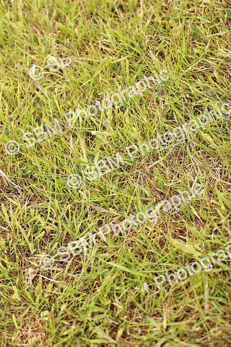 SBM_06082 - Class 39-41 TGCA In Hand and Ridden