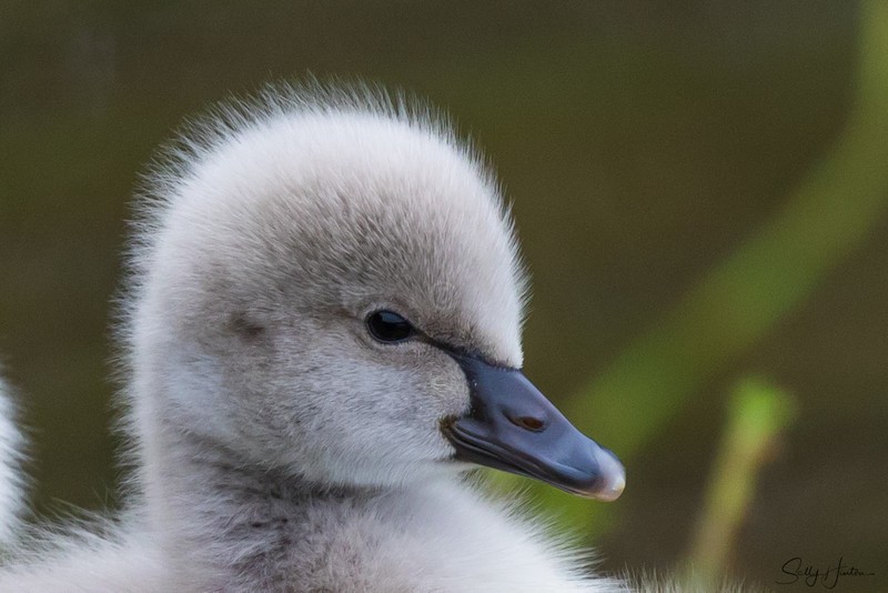 Cygnets 16