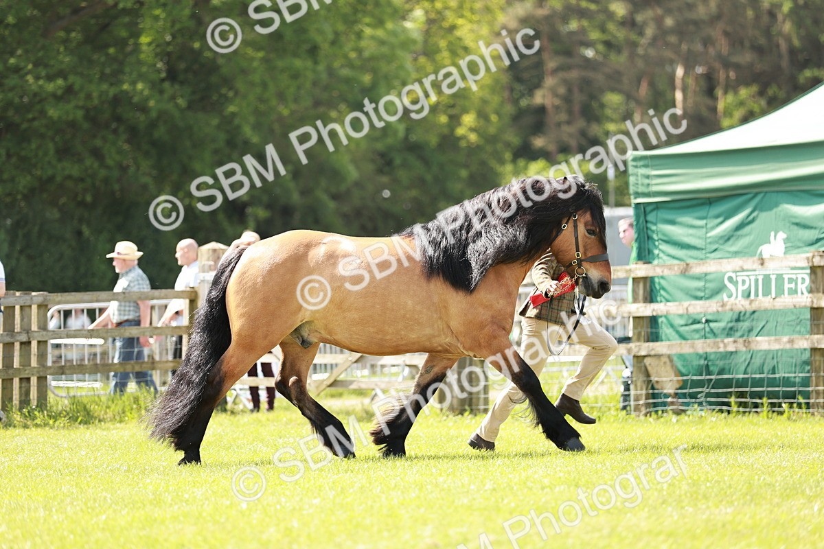 SBM_02492 - Class 14-23 - Mountain & Moorland In Hand Non Welsh