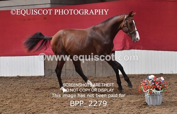 BPP_2279 - AFTERNOON 12.30 - 3.30PM