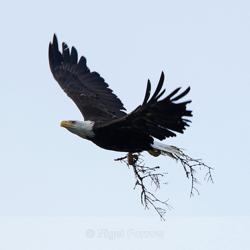 Bald Eagle in flight with nest material - Bald Eagle