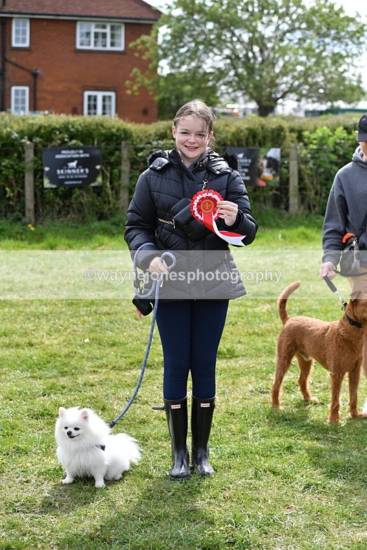 WJ5_9863 - Class 3 Most Handsome Dog