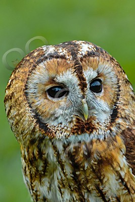 tawny owl Strix aluco-6882 - Our Birds