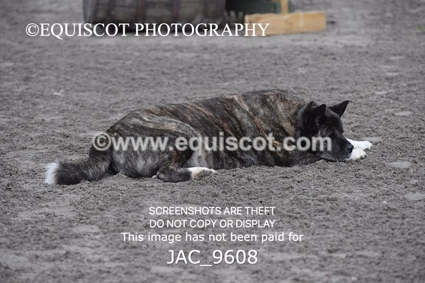 JAC_9608 - CLASS 1 Nursery Novice Working Hunter (0.50m)