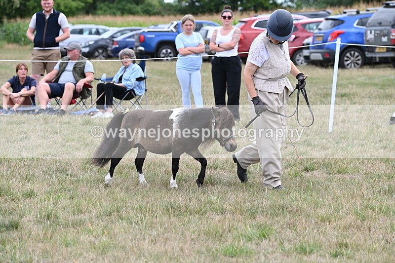 WJ6_5680 - Class 18 In-hand Coloured