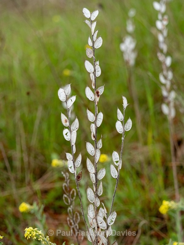 Fibigia (Fibigia clypeata) - Gargano - Wild Flowers
