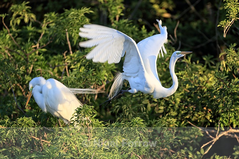 Great Egret takes off from nest early morning, Gatorland, Florida - Great Egret