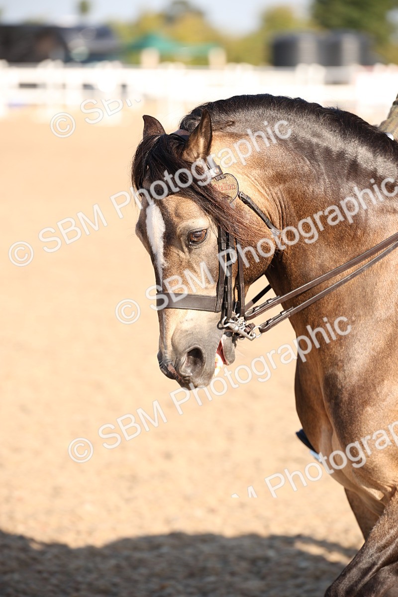 SBM_00711 - Class 14 Ridden M&M Wildcard