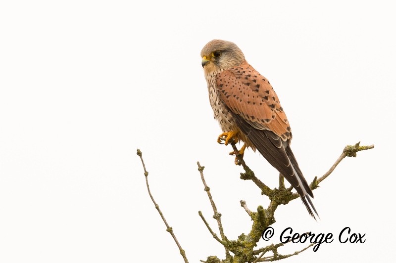 Kestrel at Attenborough - Attenborough Nature Reserve