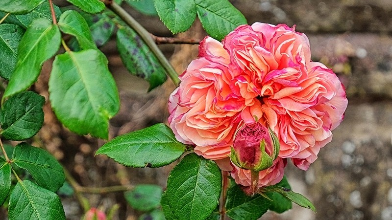 Rose Spirit 3662 - Spirit Element