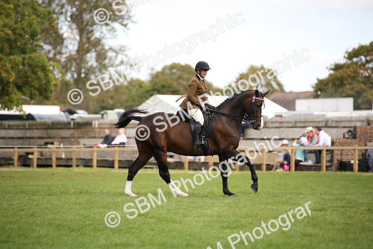 SBM_65961 - S64 - Riding Horse & Hack & Thoroughbred Ridden