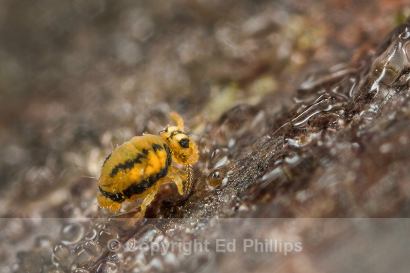 Sminthurinus elegans - Sminthurinus elegans