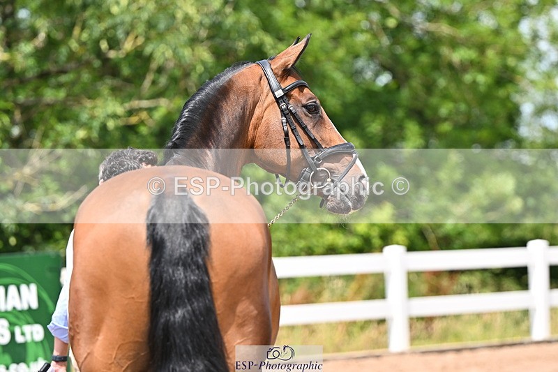 240718A-105301-01462 - Trot Up 12pm to 1pm