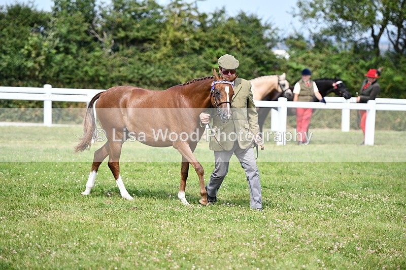 DSC_8314 - Class 68: Part Bred In Hand M & M