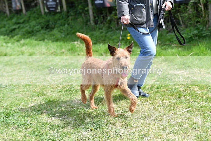 WJ5_0397 - Class 7 Best Terrier