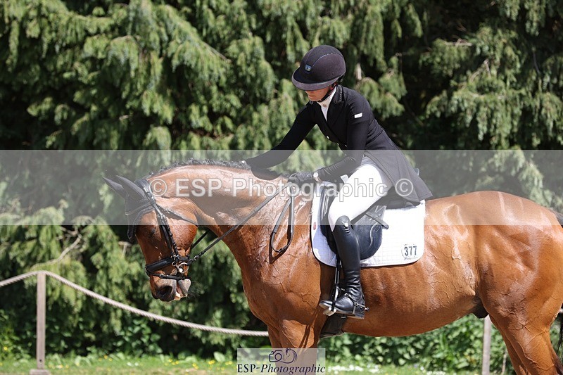 230526-150435-06622 - 377-GOLD_NUGGET-Jillian_Giessen-WEDTrotUp+DR