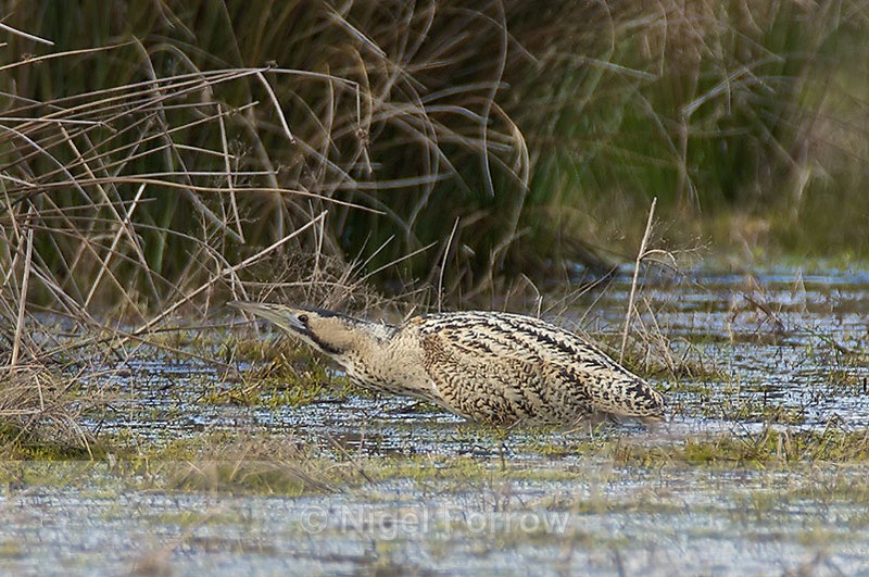 Bittern slinking across a water channel - Bittern