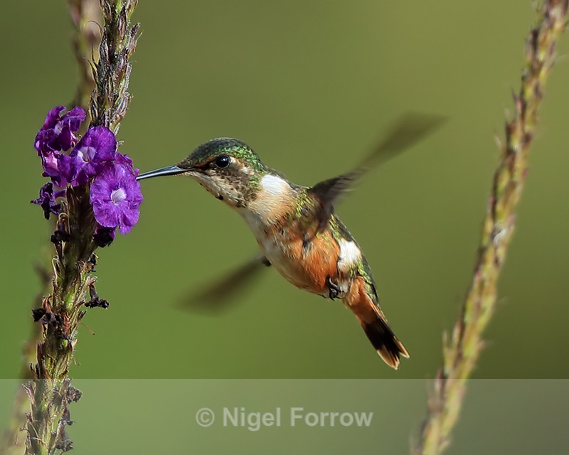 Magenta-throated Woodstar (female) feeding, Costa Rica - Magenta-throated Woodstar